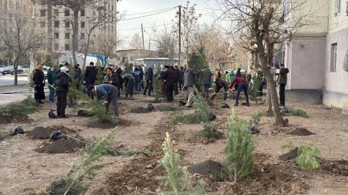 Дар ноҳияи Фирдавсӣ дар соли 2026 3 ҳазор ниҳоли ороишӣ, сояафкан ва мевадиҳанда шинонида мешавад