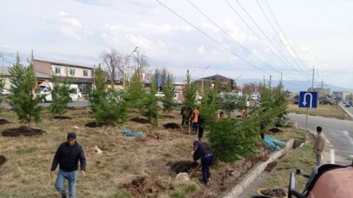Маъракаи ниҳолшинонӣ дар ноҳияи Синои шаҳри Душанбе бомаром идома дорад