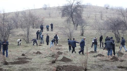 Аксияи ниҳолшинонии маорифчиёни ноҳияи Шоҳмансур дар “Боғи Ғалаба” ба истиқболи 35-солагии Истиқлолияти давлатии Ҷумҳурии Тоҷикистон
