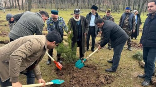 Дар Резервати биосферии «Ромит» беш аз 400 бех ниҳол шинонида шуд