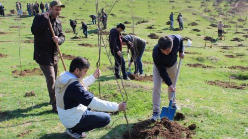 Энергетикҳо дар маҳаллаи Лучоби Боло 1500 бех ниҳоли дарахтони мевадиҳанда шинониданд