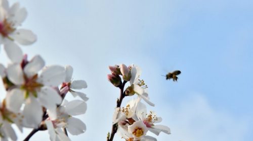 Наврӯз дар Тоҷикистон 20 март фаро мерасад