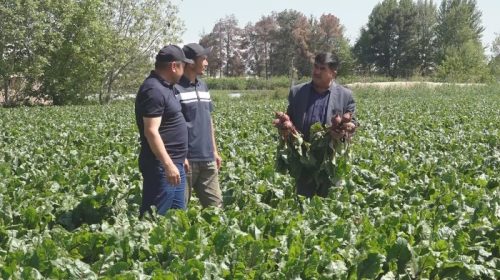 ДӮСТӢ – САҲРОҲОИ ПУРФАЙЗ